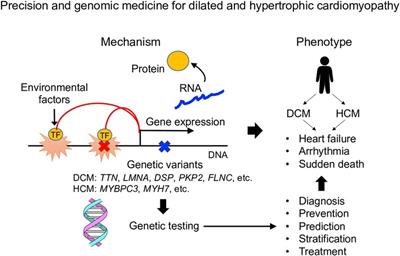 Precision and genomic medicine for dilated and hypertrophic cardiomyopathy